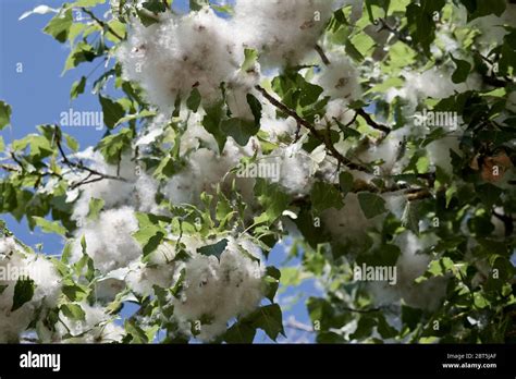 Cottonwood tree pollen hi-res stock photography and images - Alamy