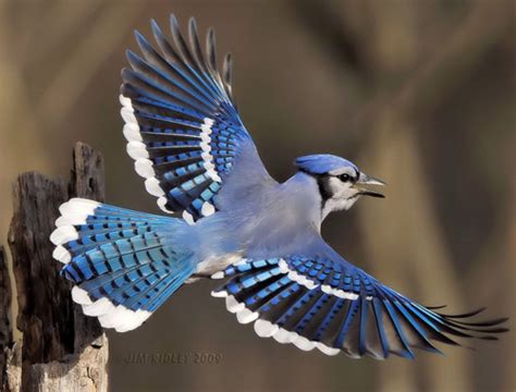 Blue jay migration is somewhat unpredictable. Young jays may be more likely to migrate than ...