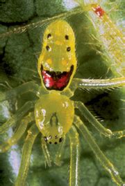 Cool...ever seen a happy face spider (pics)? - AR15.COM