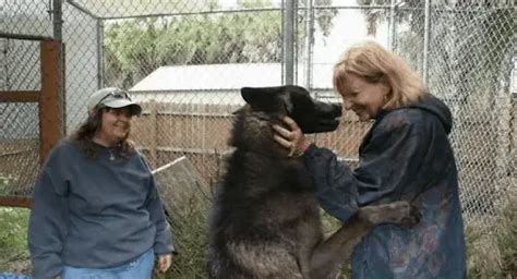 Abandoned Wolfdog in a Kill Shelter Finds New Hope and a Loving Home