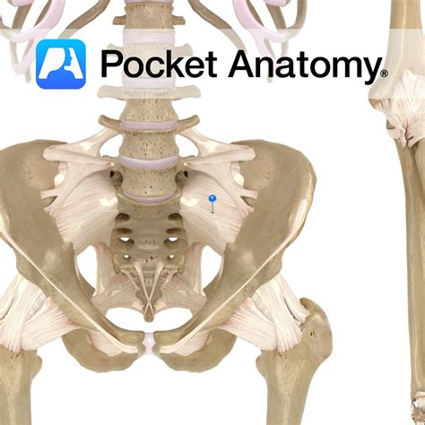 Anterior sacroiliac ligament - Pocket Anatomy