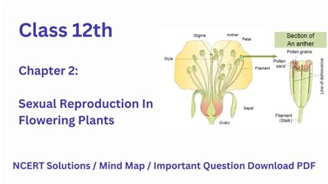 NCERT Solution Class 12 Biology Chapter 2 Sexual Reproduction In Flowering Plants – Mod Education