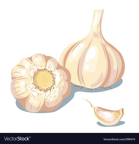 Garlic Royalty Free Vector Image - VectorStock