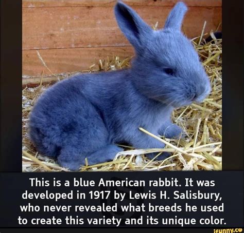 This is a blue American rabbit. It was developed in 1917 by Lewis H ...