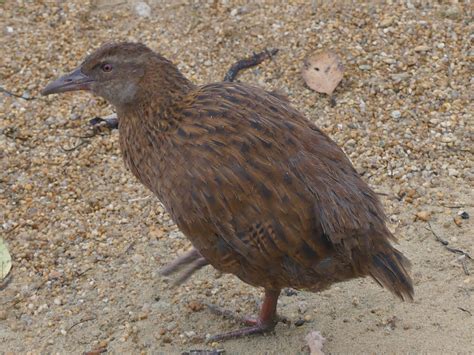 New Zealand South Island Wildlife & Wilderness Expedition - Coates ...