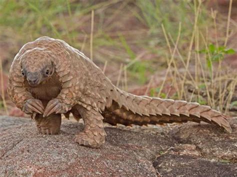 Pangolin Gallery Pictures | Rare animals, Baby pangolin, Volunteering ...