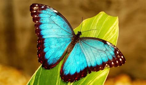 Morpho Butterfly - Key Facts, Information & Habitat