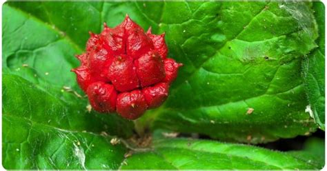 4 Goldenseal Benefits: Dosage & Safety | The Botanical Institute