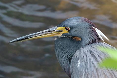 Tricolored Heron Florida Photograph by Bob Savage - Fine Art America