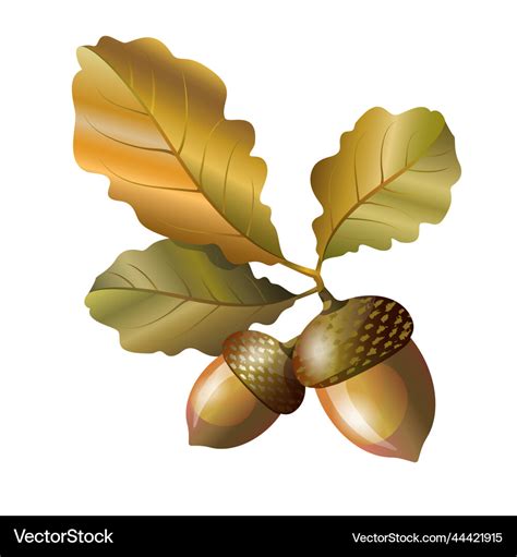 Acorns with oak leaves autumn element Royalty Free Vector