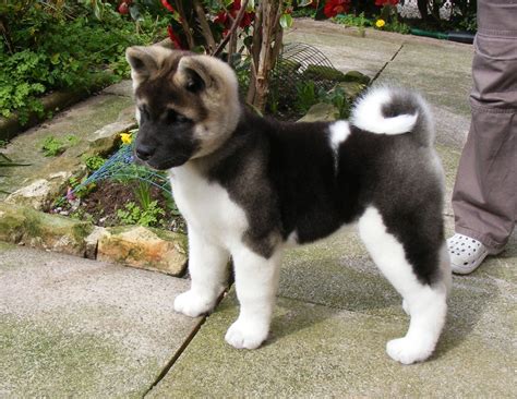 Akita puppies for sale | Pets4Homes | Akita puppies, Cute dogs, Cute ...