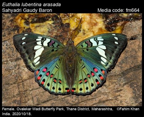 Euthalia lubentina (Cramer, [1777]) - Gaudy Baron | Butterfly