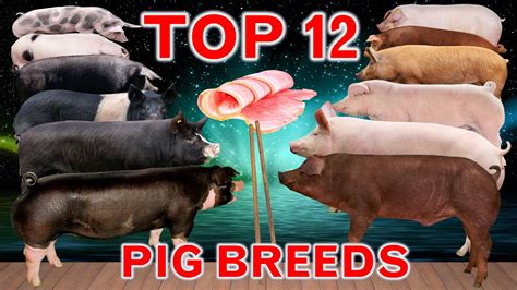 Pig Breeds