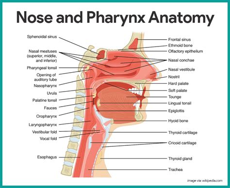 Respiratory System Anatomy and Physiology | Respiratory system anatomy ...