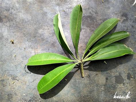 Leaves of Scholar tree Botanical name: Alstonia scholaris Common name: Scholar tree Family ...