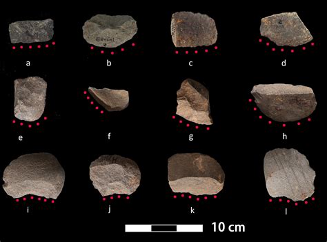 Ancient stone tools from China provide earliest evidence of rice harvesting