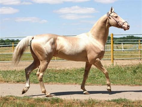 La raza de caballos Árabe Dorado está considerada genéticamente pura y muy antigua. | Best horse ...