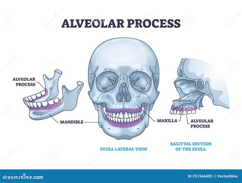 Alveolar Process with Anatomical Head Bone Ridge for Teeth Outline ...