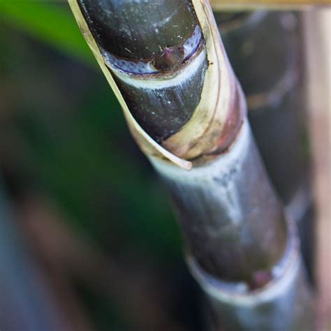 Purple Sugar Cane - Kauai Farmacy