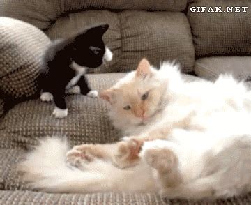 Funny cats - part 83 (40 pics + 10 gifs) | Amazing Creatures