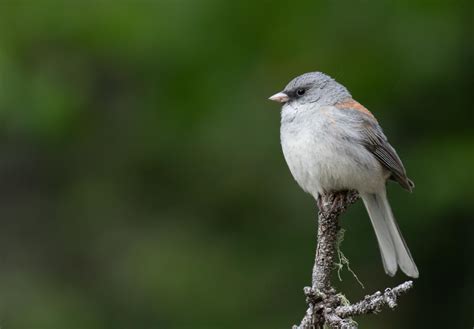 Discover the Common Backyard Birds of New Mexico