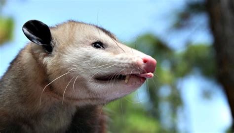 The Awesome Opossum: 5 Common Opossum Myths Debunked