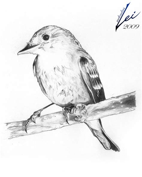 Bird Pencil Sketch by LeiMelendres on DeviantArt