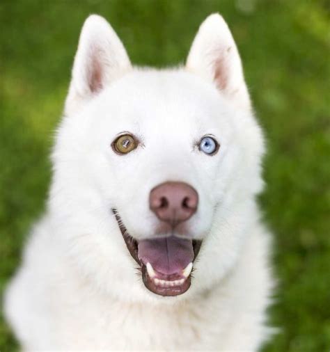 10 Gorgeous Dog Breeds With Heterochromia | PetPress