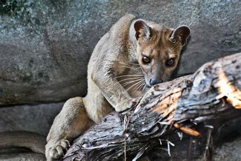 Caught on camera: The fossa, Madagascar's elusive top predator