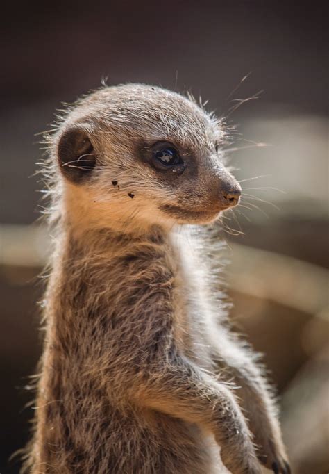 Meerkat pups play outside for the first time at Chester Zoo | Express & Star