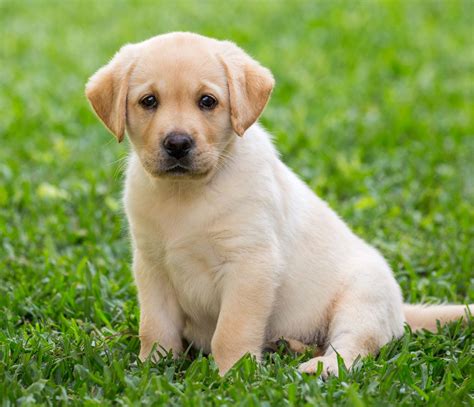 Labrador Retriever Price In Bangalore | Labrador Retriever Dog Price in Bangalore | Labrador ...