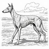 Whippet Dog Drawing Coloring Book page  Premium AI Generated Image sketch template