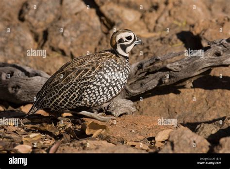 Montezuma Quail male Cyrtonyx montezumae Stock Photo - Alamy