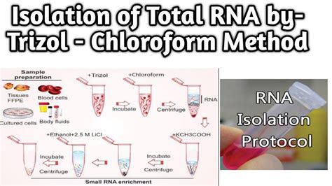 Isolation of Total RNA by- Trizol - Chloroform Method - YouTube