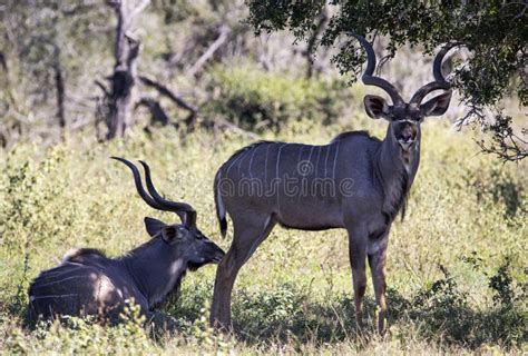 The Common Eland Antelope, Common Eland or Cape Elk is a Species of Artiodactyl Mammal that ...