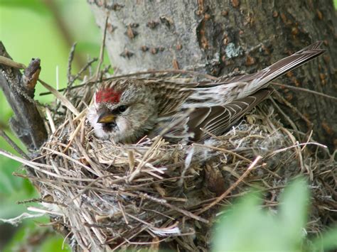 Common Redpoll Bird Facts (Acanthis flammea) | Bird Fact