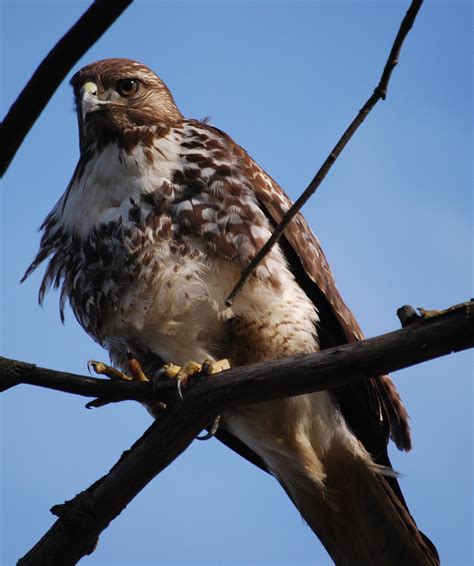 Is this a Golden Eagle, Juvenile Bald Eagle, or something else? Found ...