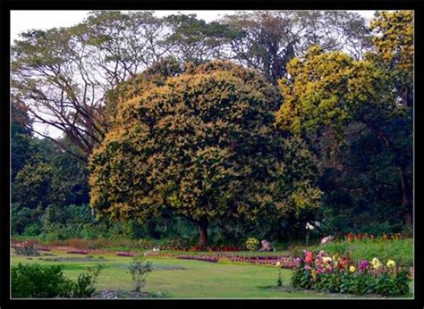 Indian Botanical Garden in Howrah, Botanical Garden Howrah