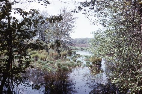 Bridgewater Triangle and Hockomock Swamp | Bridgewater Public Library