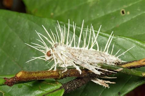 Cordyceps Fungus Infecting Moth Photograph by Dr Morley Read - Pixels