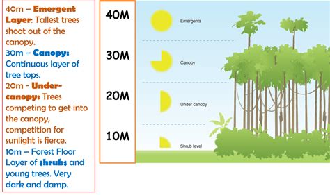 Layers Of The Rainforest Diagram To Label