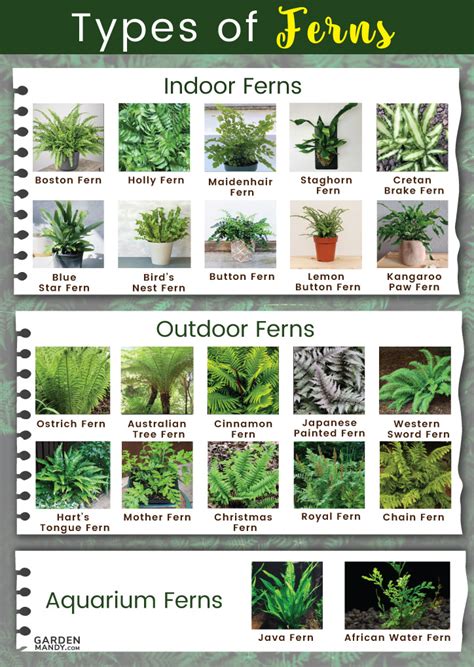 30+ Types of Indoor and Outdoor Ferns with Pictures