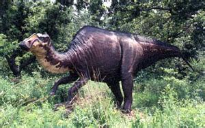 Dinosaurs were warm-blooded, new study says - The Source - Washington University in St. Louis