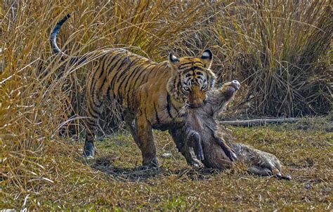 Royal Bengal Tiger - Facts, Habitat and Information in Nepal