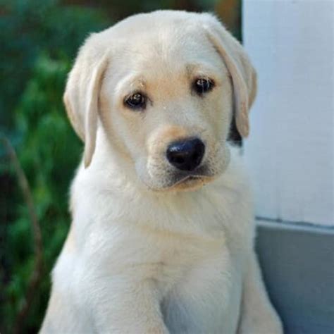 What Breed Of Dog Is The Andrex Puppy