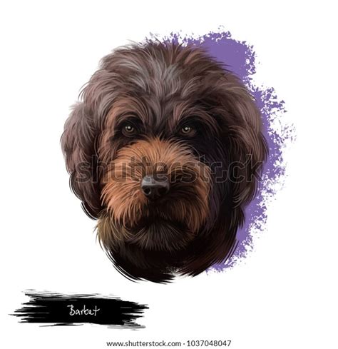 Barbet Dog Breed Digital Art Illustration Stock Illustration 1037048047 | Shutterstock