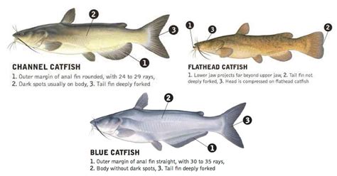 Types of Catfish: The Big Three Species