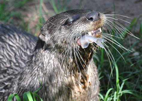 North American River Otter | Alexandria Zoo