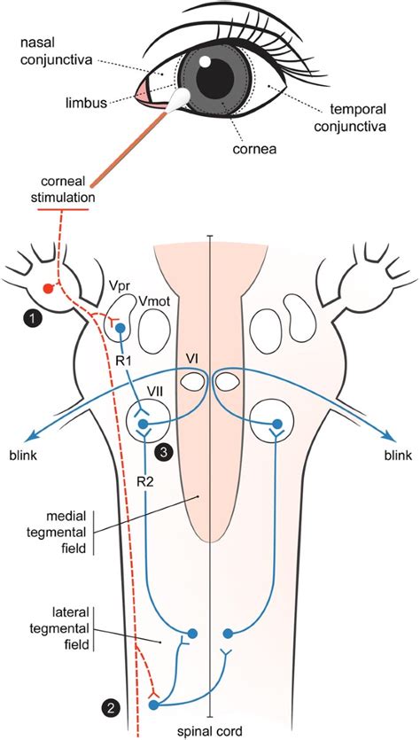 Blink Reflex - Νευρολόγος Σιδηρόπουλος Χρήστος, MD, PhD