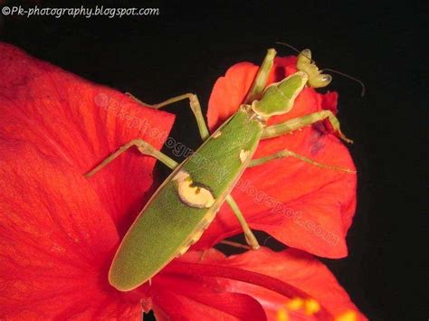 Jeweled Flower Mantis-Creobroter gemmatus | Nature, Cultural, and Travel Photography Blog